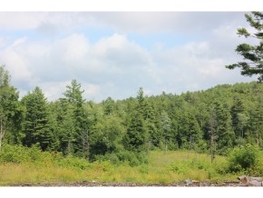 Would you like to own a large piece of privacy in...