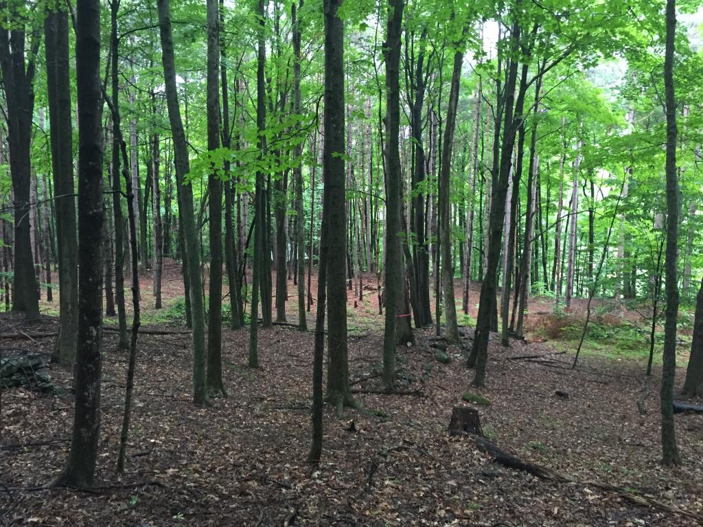 12 Acres of sub-dividable land in West...