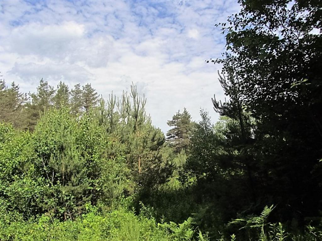 Build your dream home on this top of the hill...
