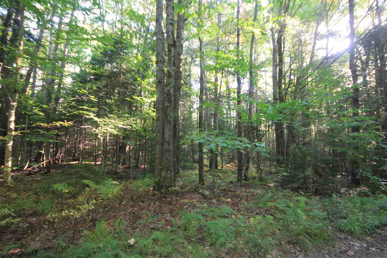 Build your cabin in the woods. Two acres...