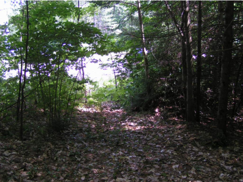 DANBURY NH Land / Acres for sale