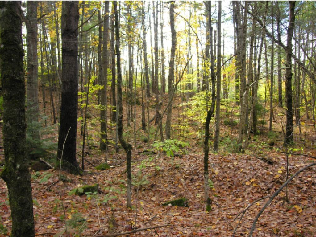 NEWBURY NH Land / Acres for sale