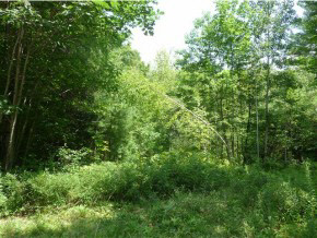 NEWBURY NH Land / Acres for sale