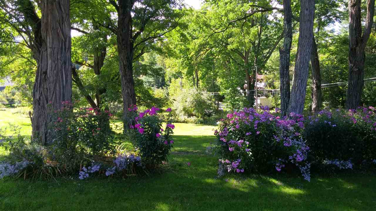SHADE TREES 11837466