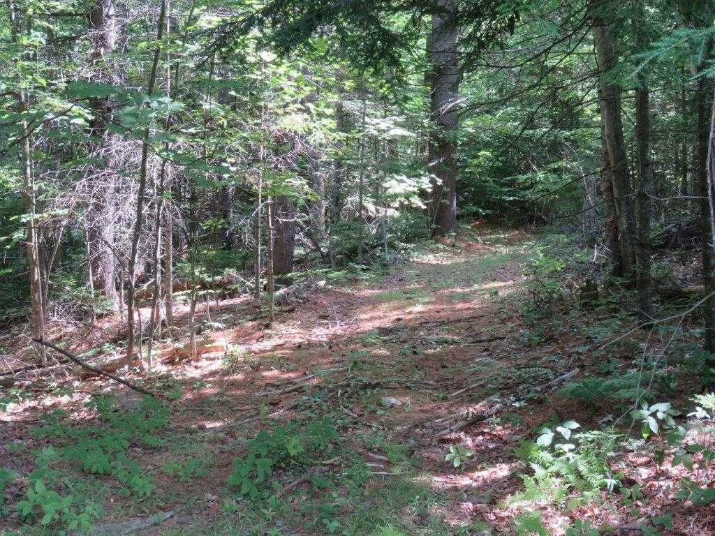 Woods Road for hiking 11896147