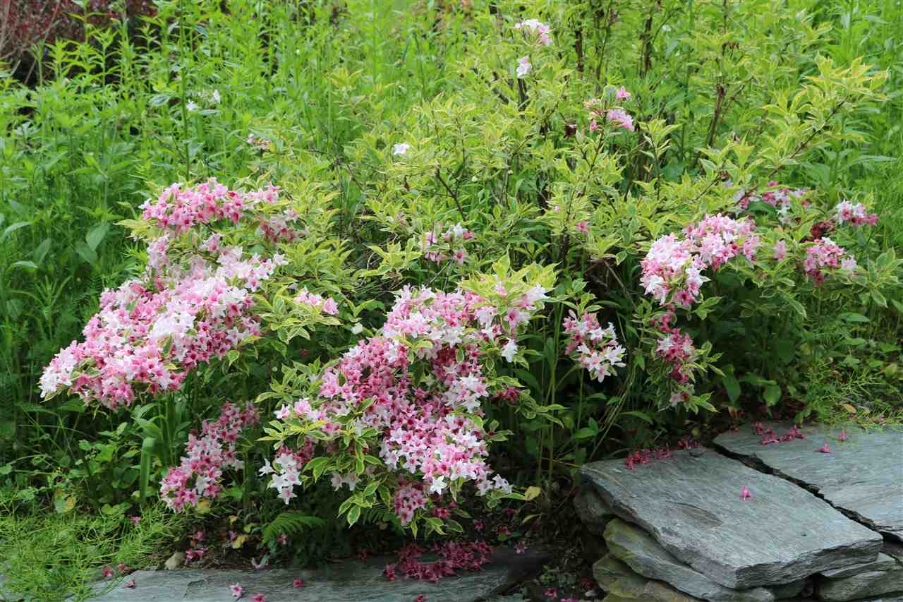 Landscaping 12087487