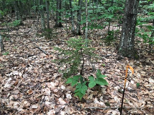 NEWBURY NH Land / Acres for sale