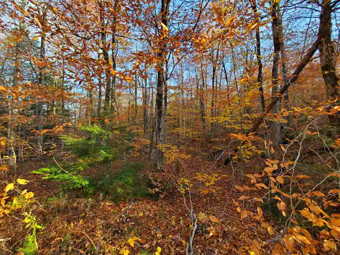 DANBURY NH Land / Acres for sale