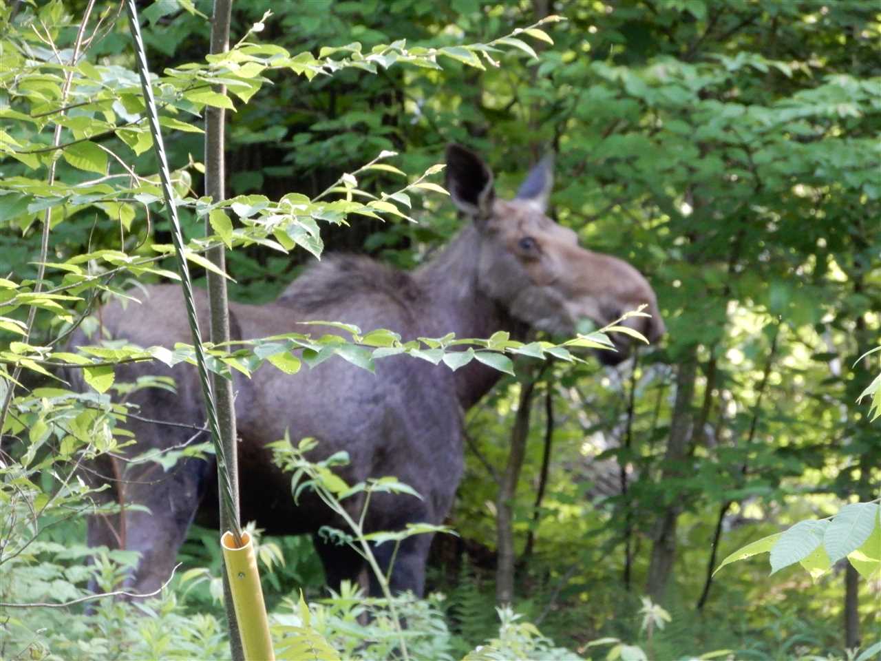 Dunrovin Real Estate Vermont Real Estate