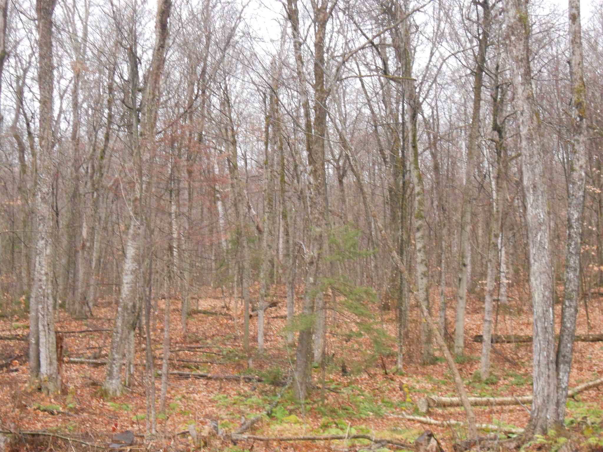 Predominately Maple Tree Stand Around Cleared Home Site 16324547