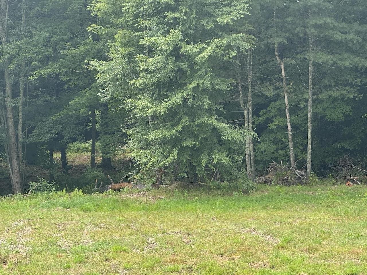 Tree Lined Buffer