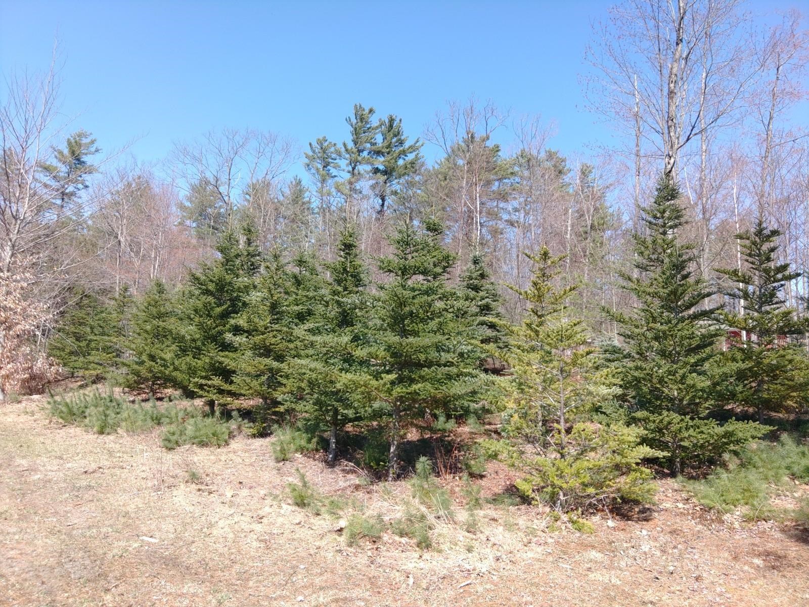 Newport NH 03773 Land for sale $List Price is $42,500