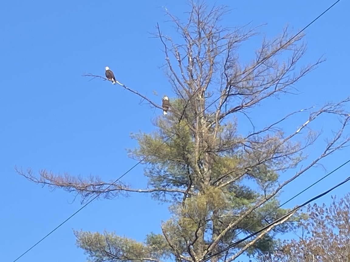 Bald eagles have nest in the area