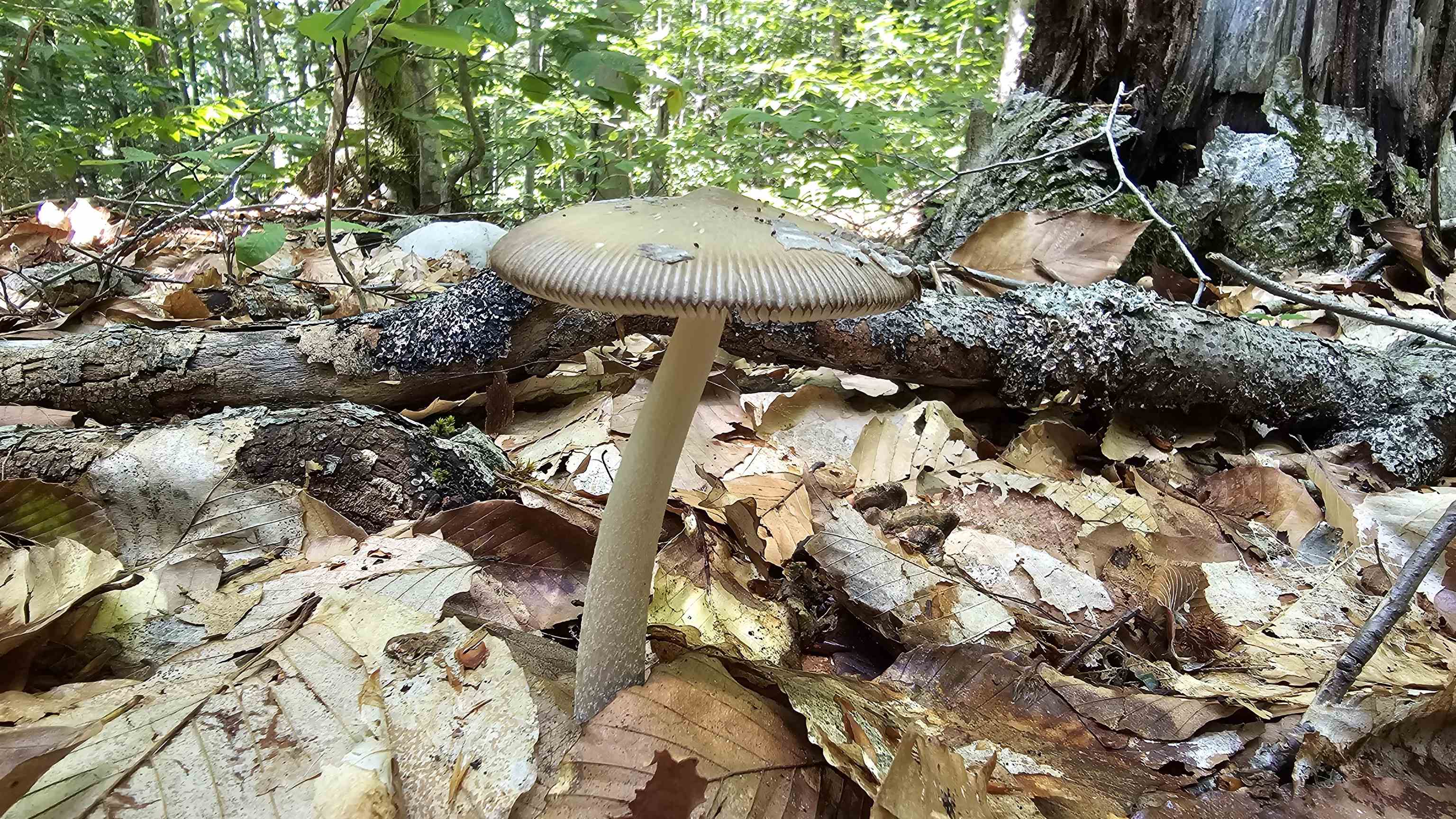 Mushroom foragers paradise! You'll be amazed...