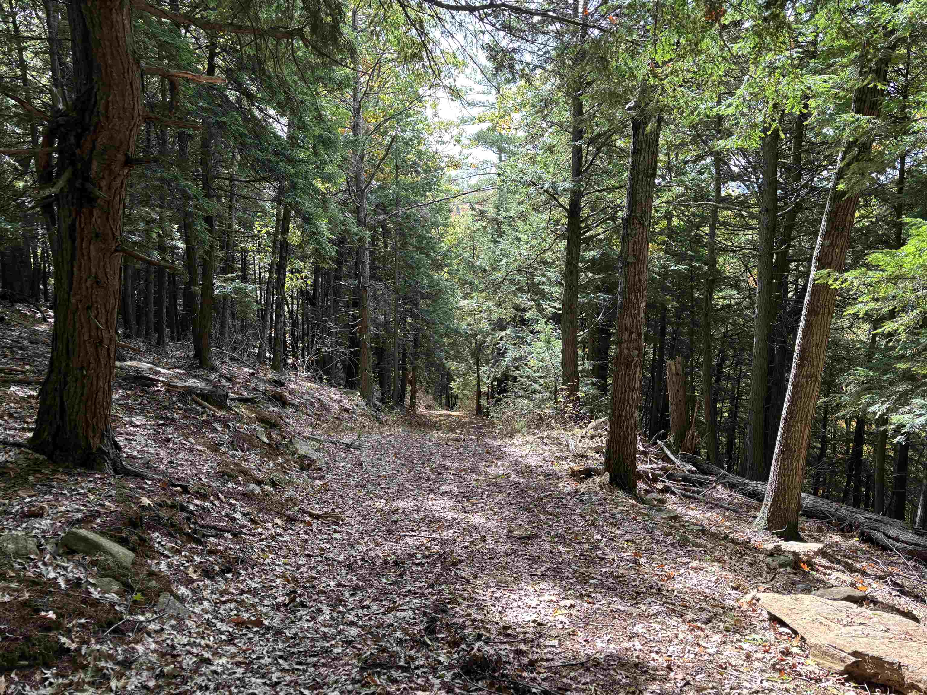 Logging road
