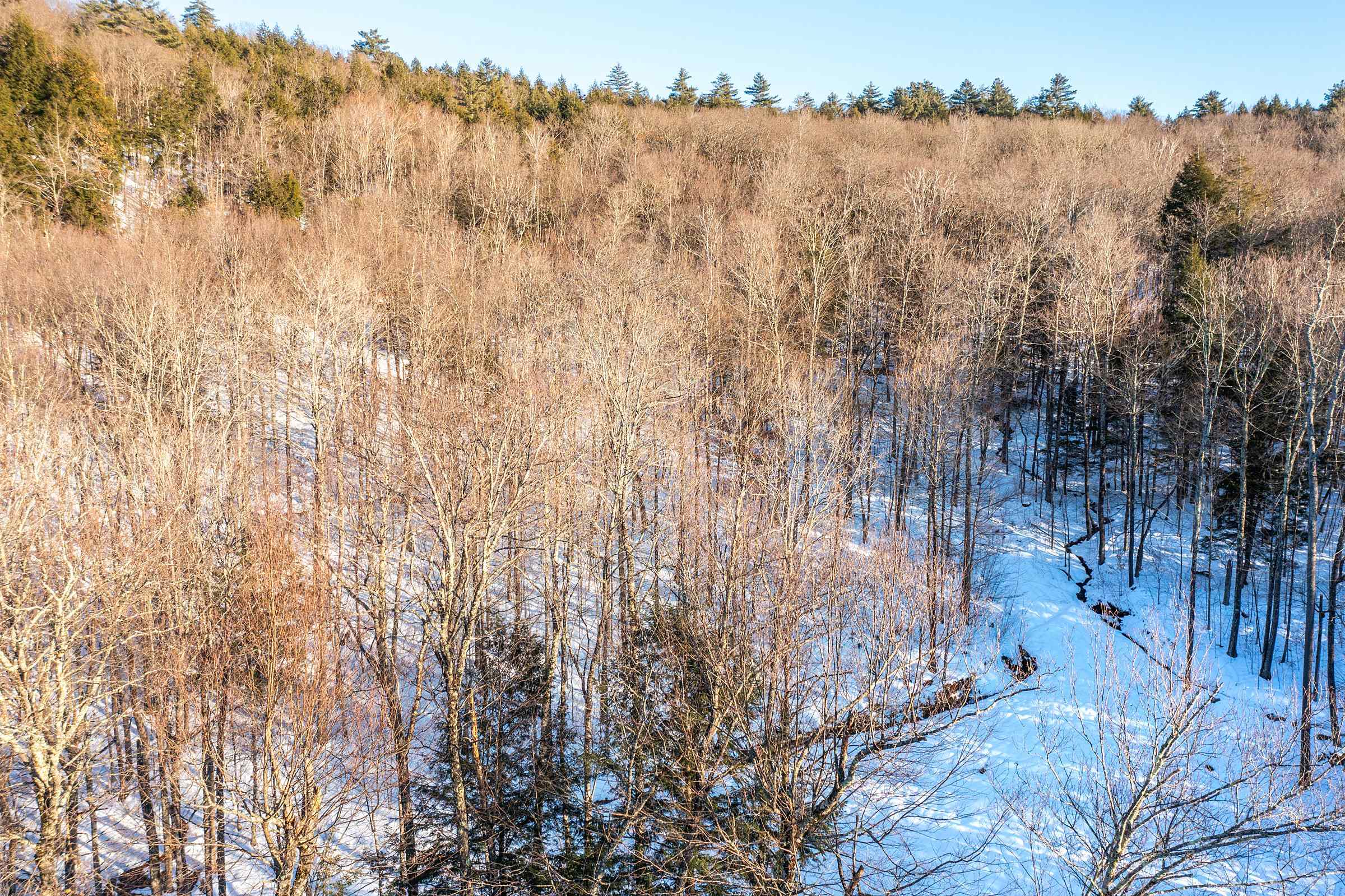 Clearing and logging road