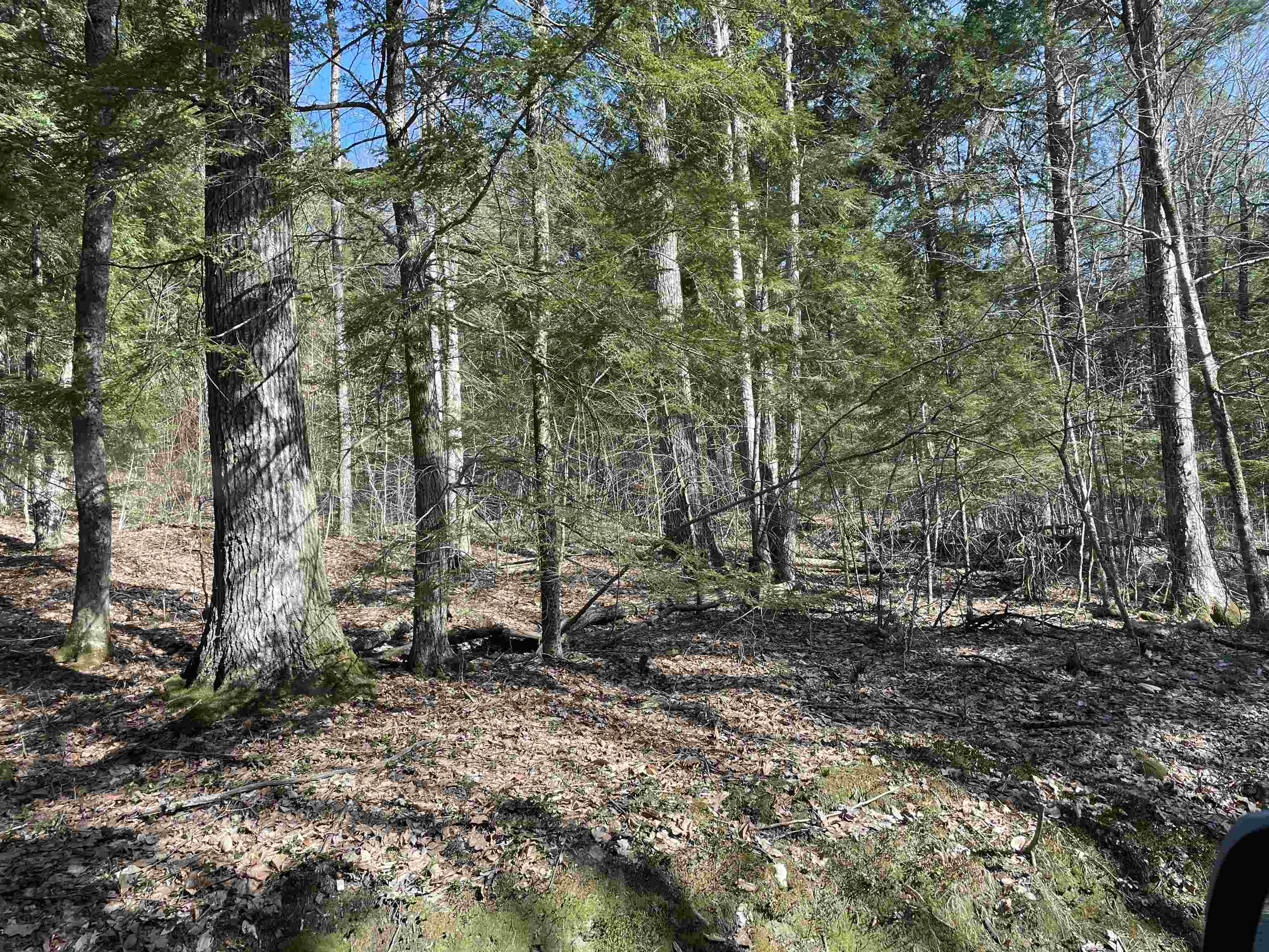Nice wooded area, no close neighbors!