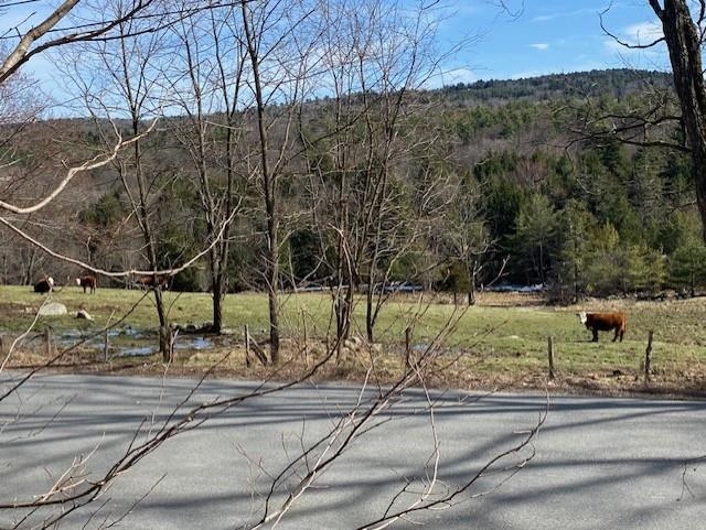 Cattle grazing across the road
