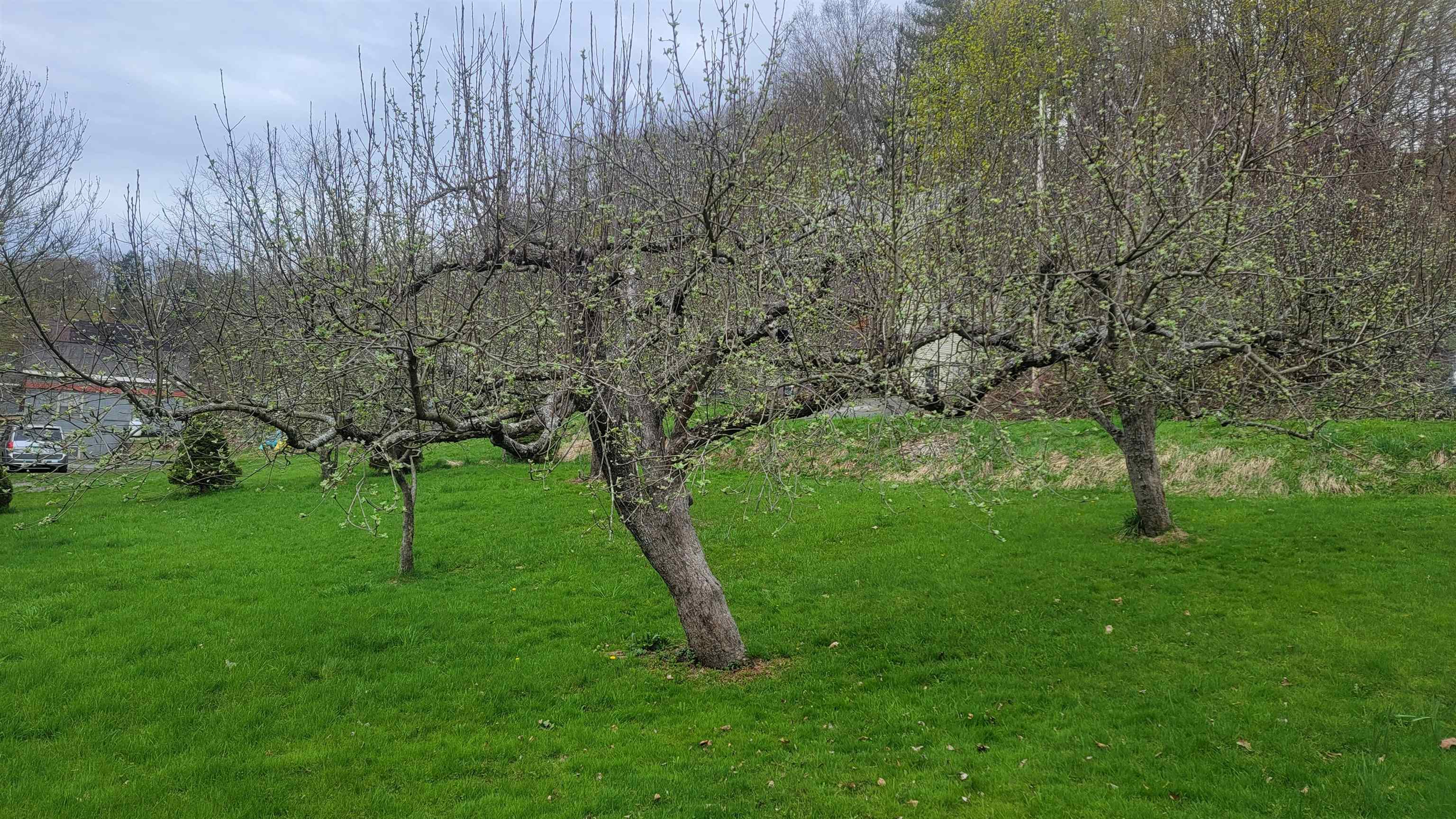Fruit Trees on Property