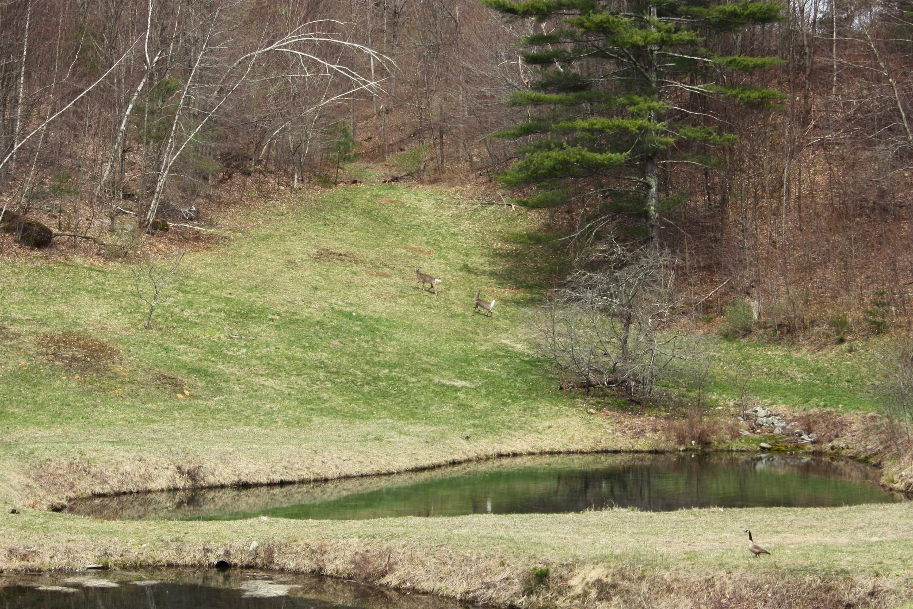 Hillside ponds with whitetail deer on the upland meadow.