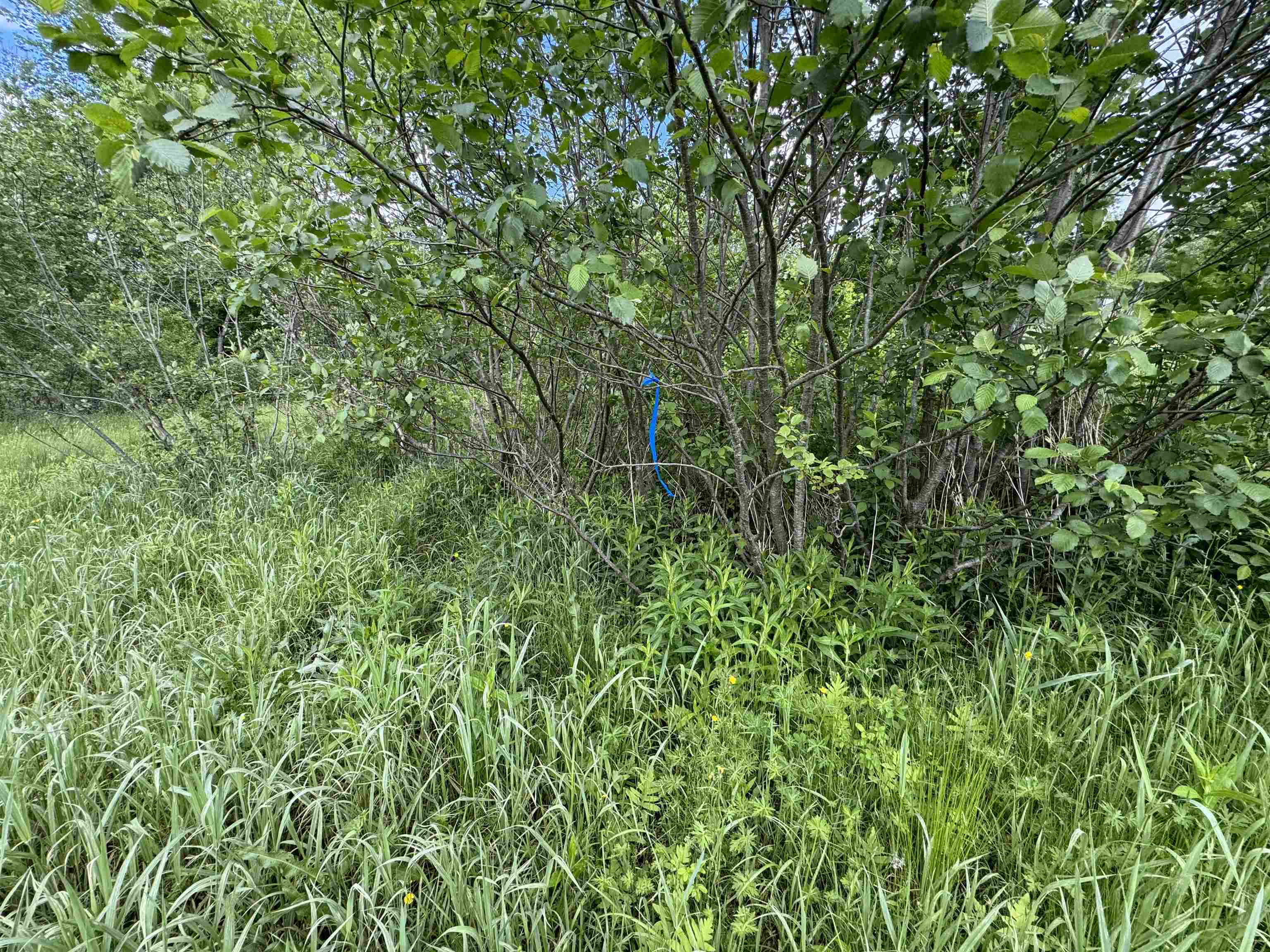 Spring location
