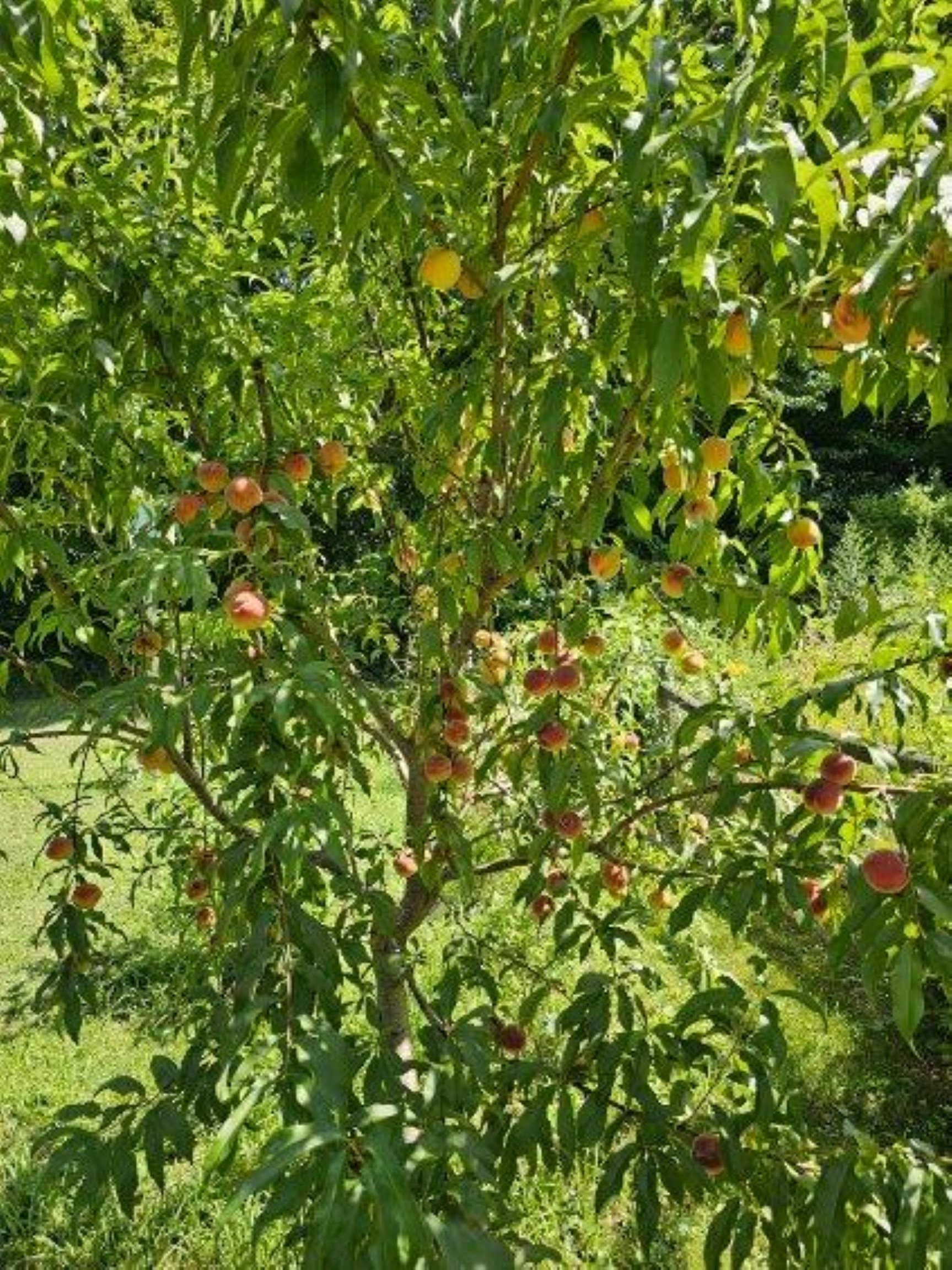 fruit trees