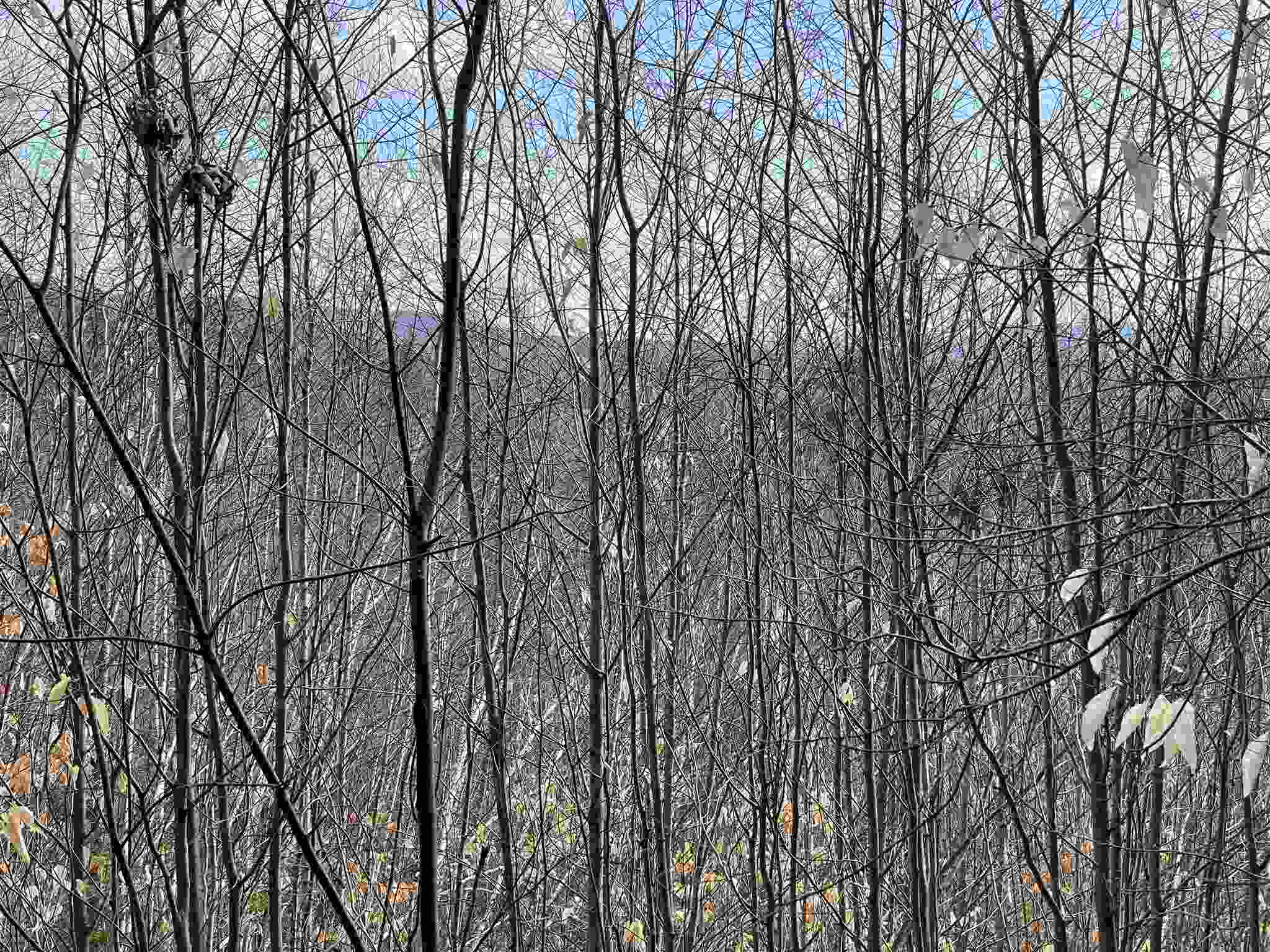 MLS #5010574 image #12