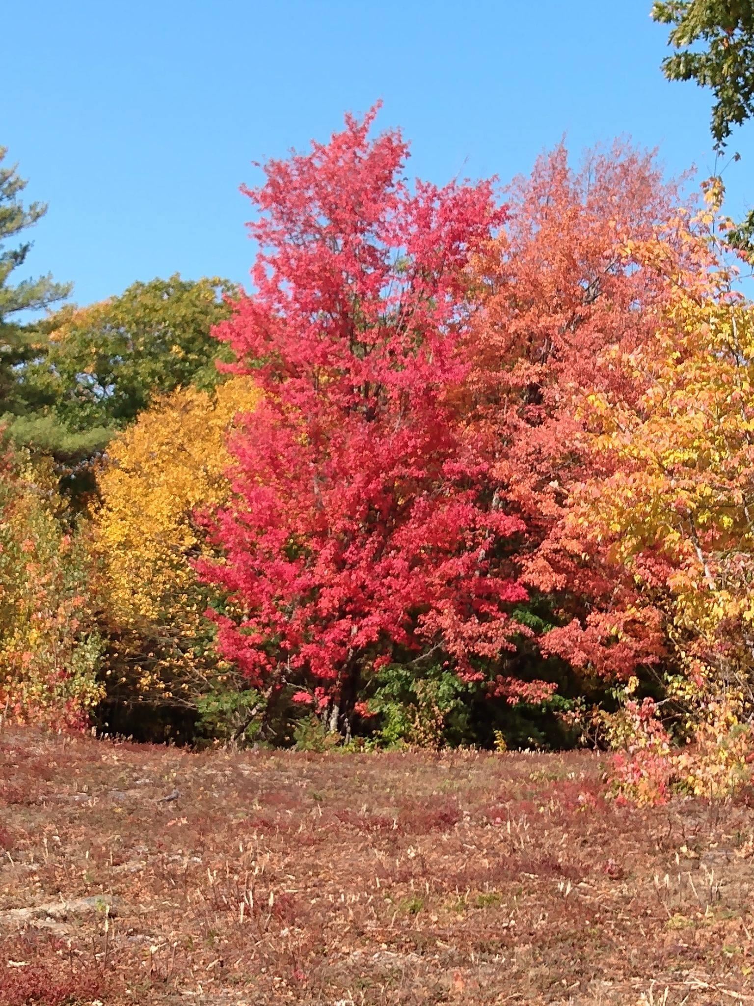Fall Photo