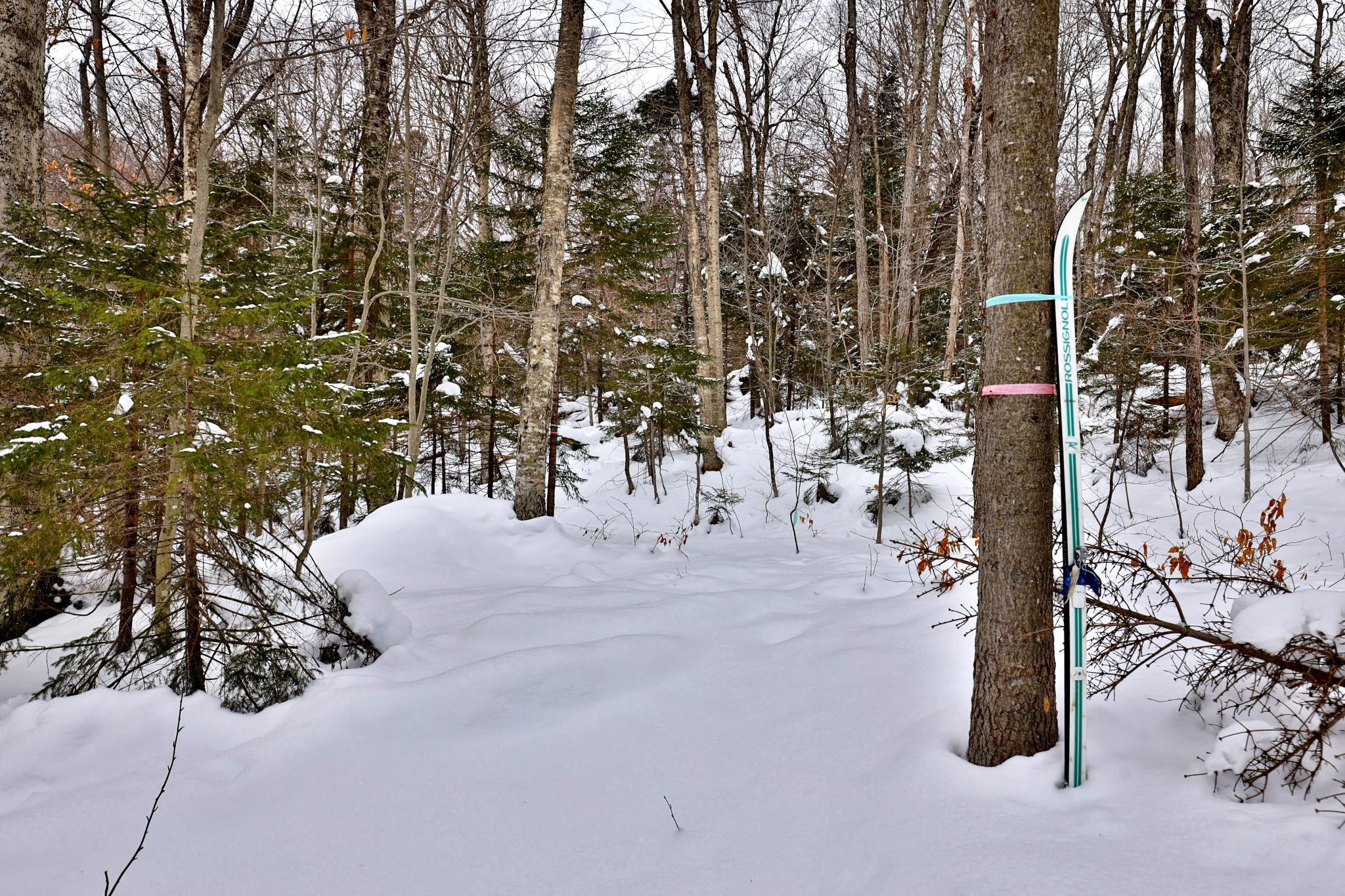 Ski Home Trail From Homestretch
