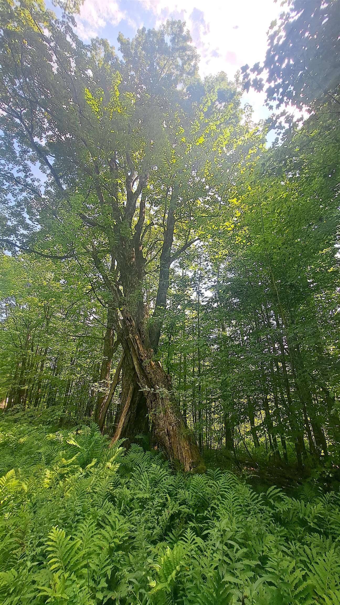 Large old maple tree