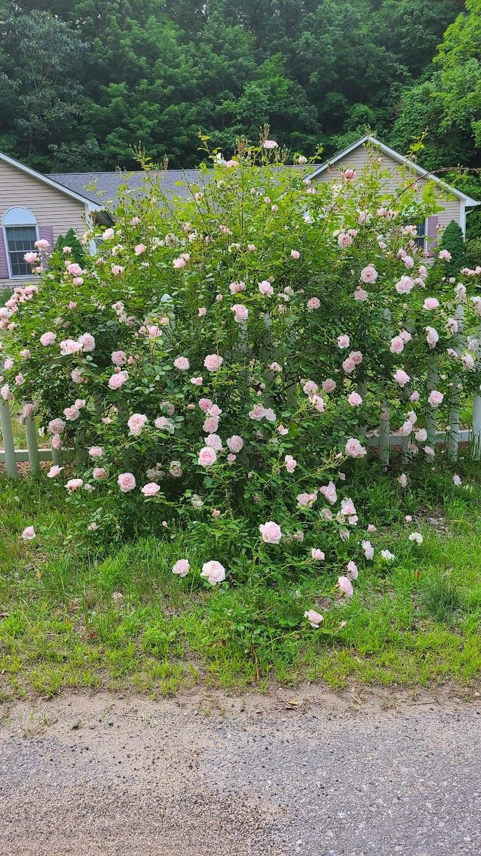 200 yr old rosebush!