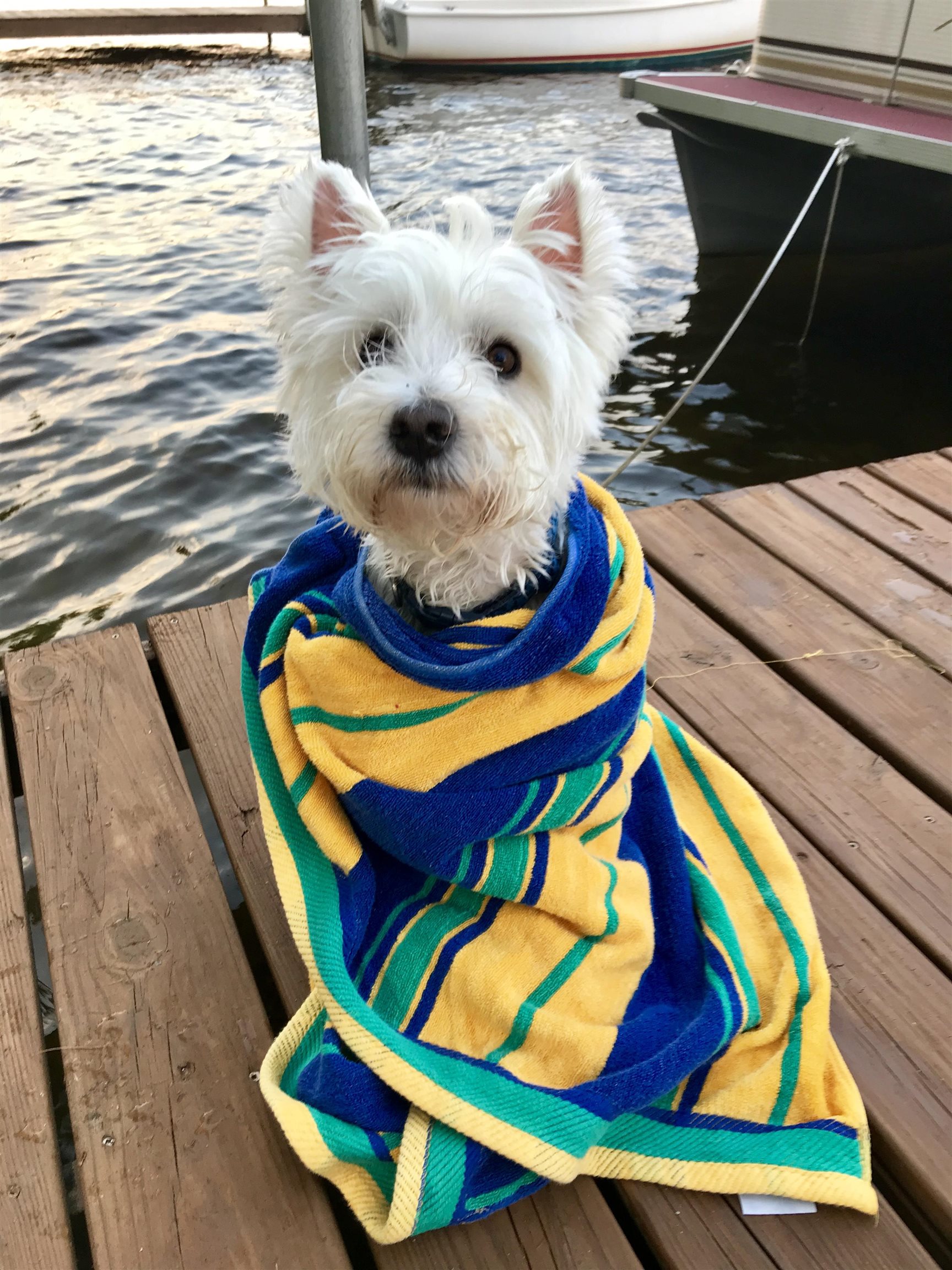Share a swim with your favorite dog! 22924434
