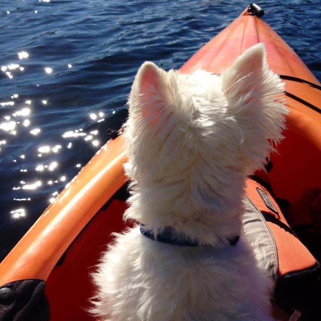 Sunday morning kayaks are so relaxing... 22924435