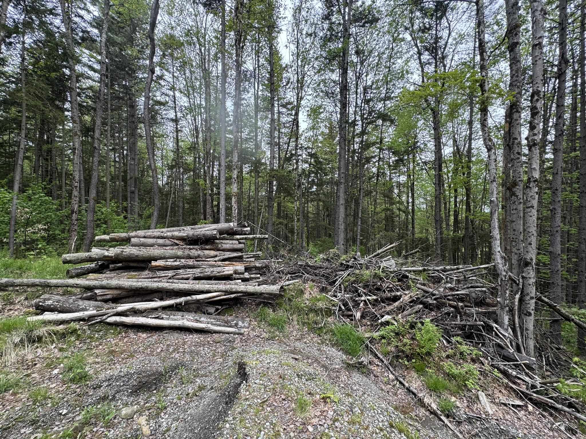 Partial Lot Clearing
