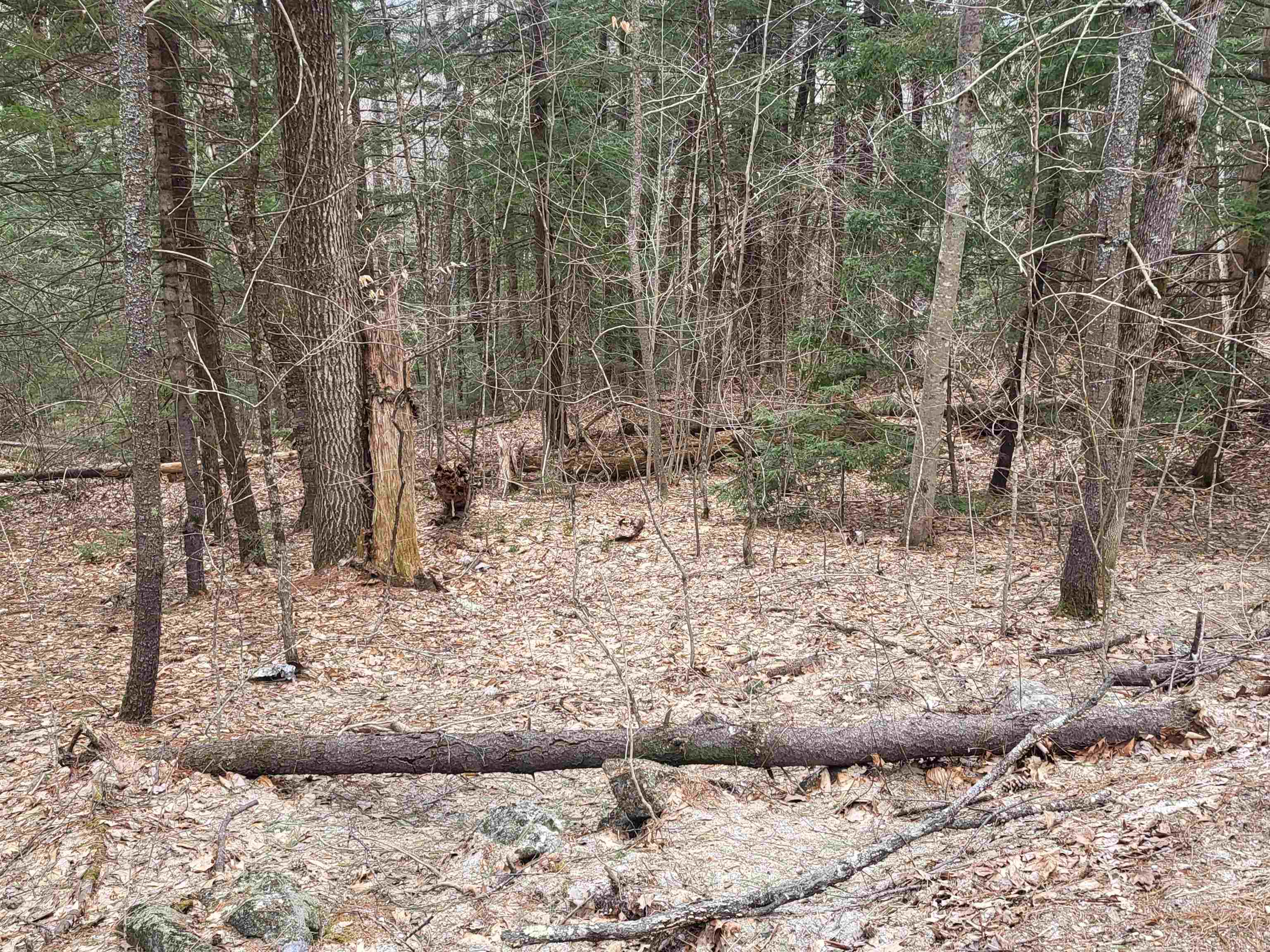 DANBURY NH Land / Acres for sale
