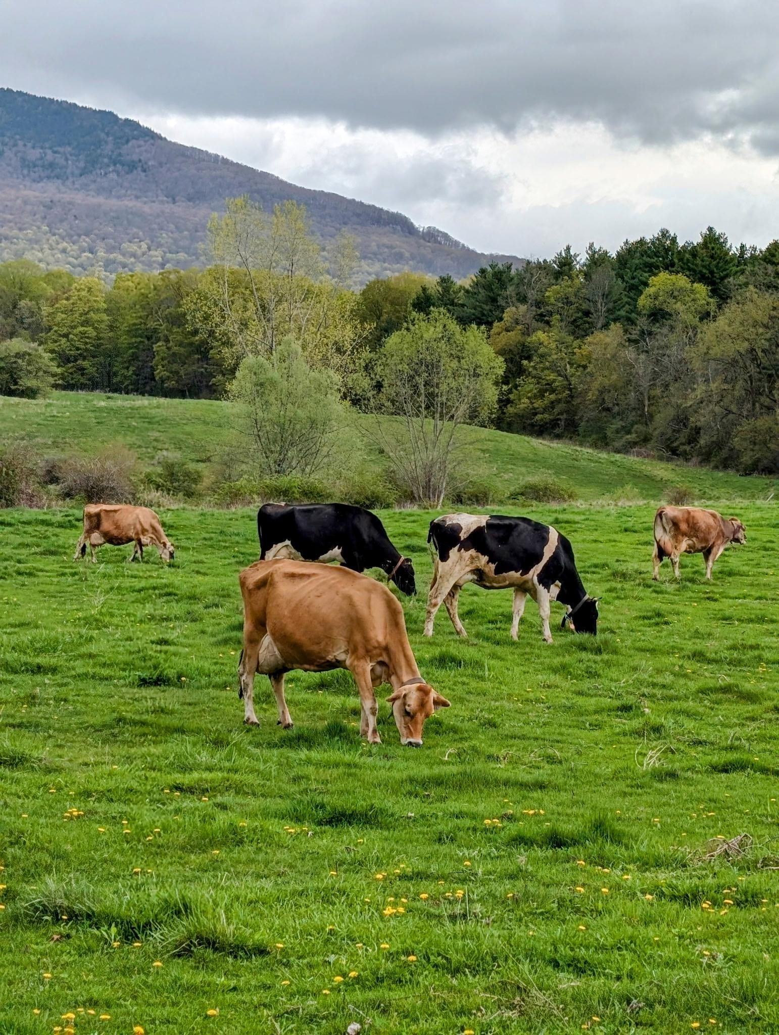 MLS #5036805 image #24