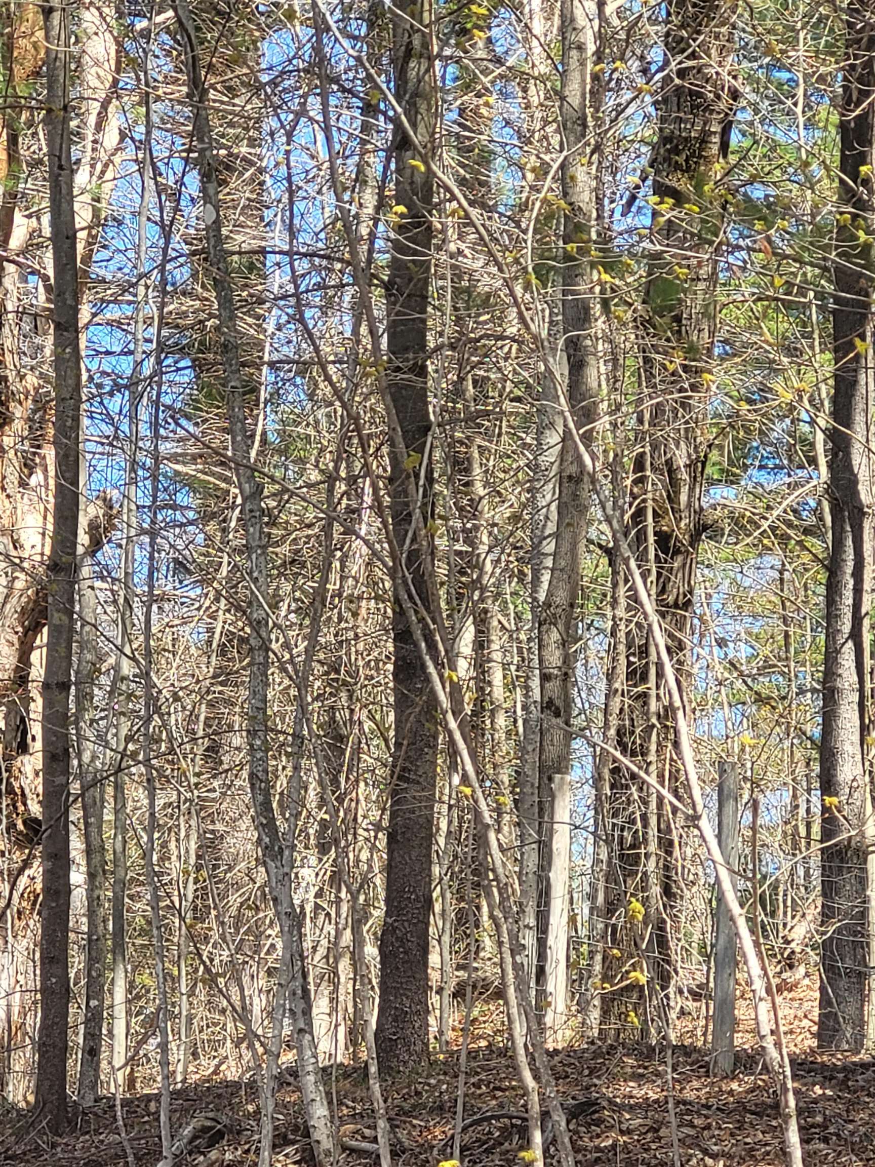 Corinth VT Land for sale $32,500 | 10 Acres  | Price Per Acre $0 