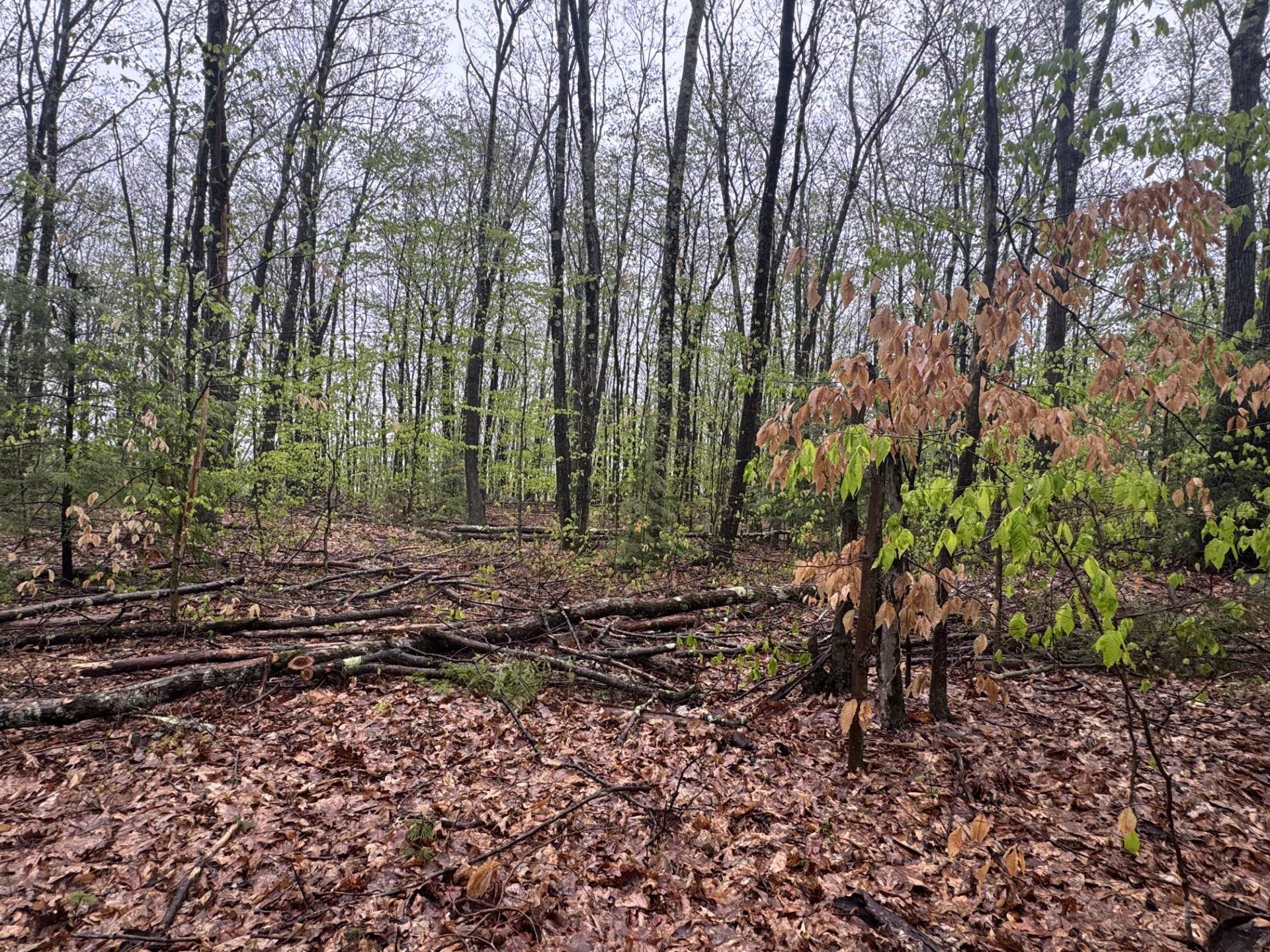 SURRY NH LAND  for sale $$219,900 | 11 Acres  | Price Per Acre $0 