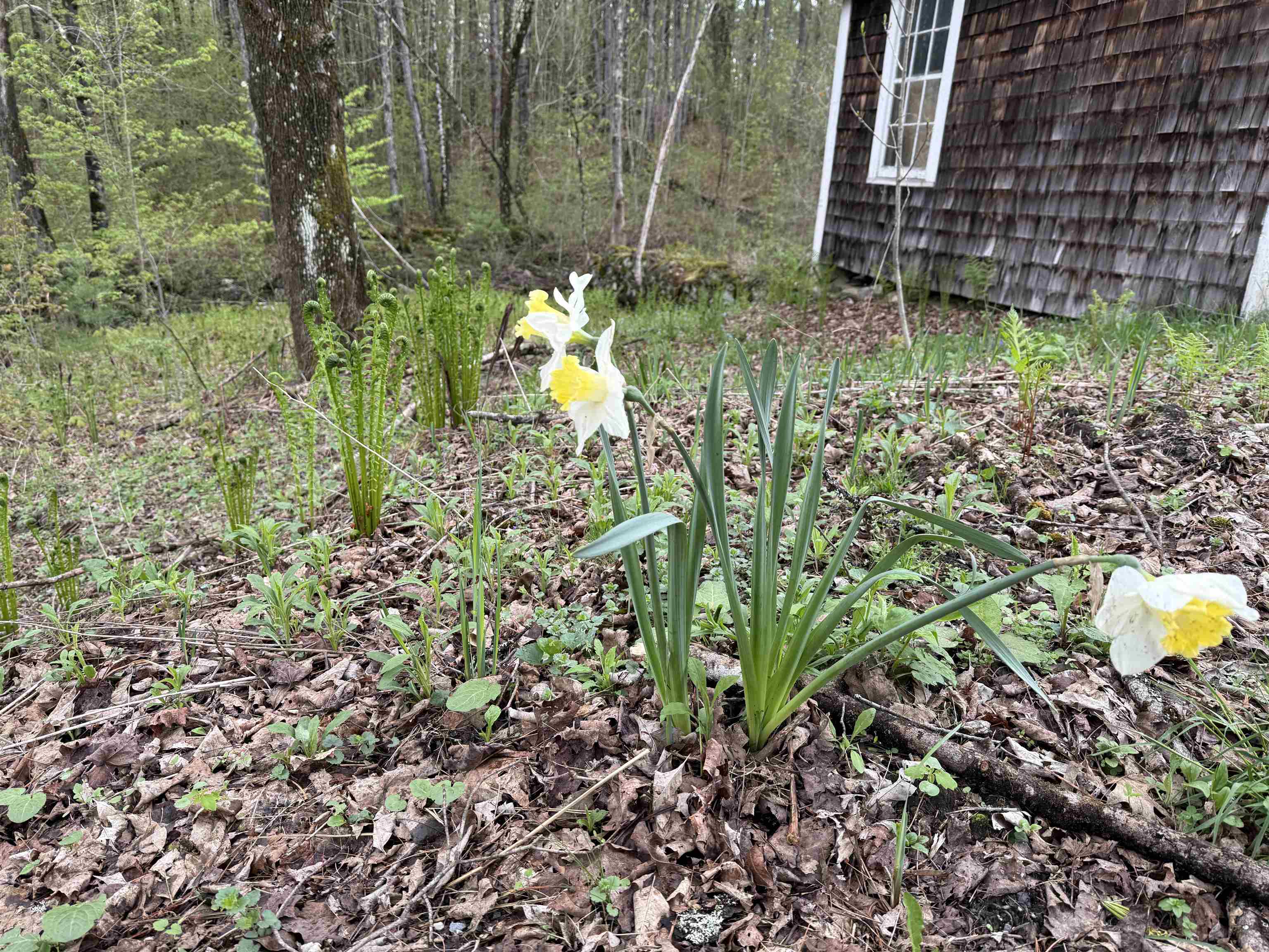 Daffodils and Fiddleheads 23164814
