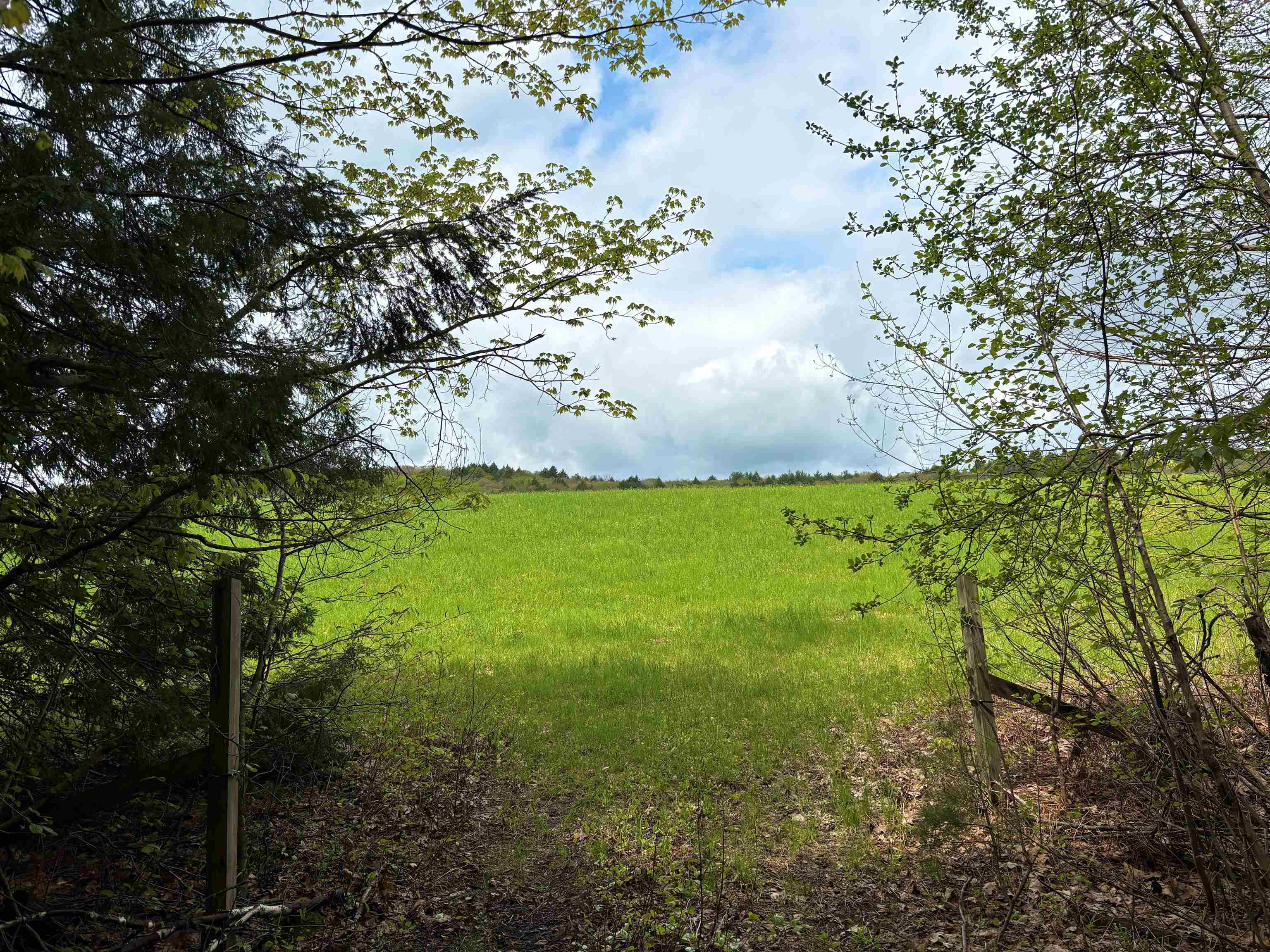 Neighboring feild seen from the woods road entrance