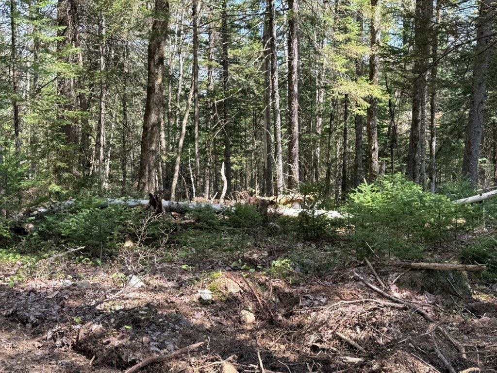 Level to Rolling Terrain 23197886