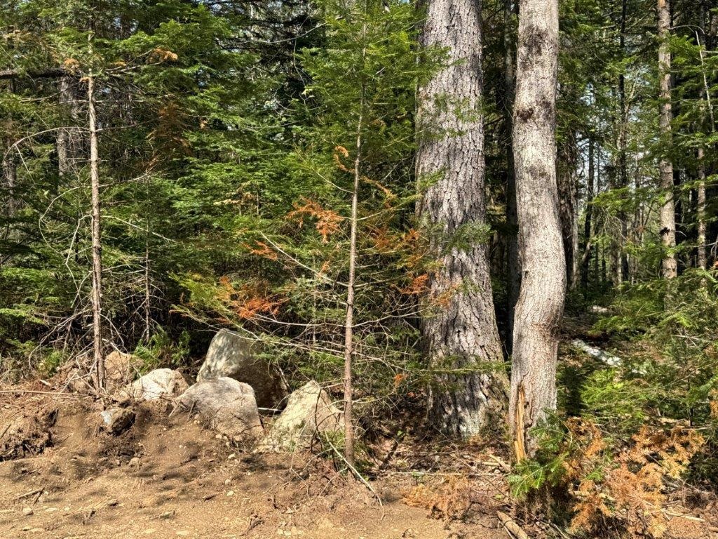 Mixed Forest 23197890