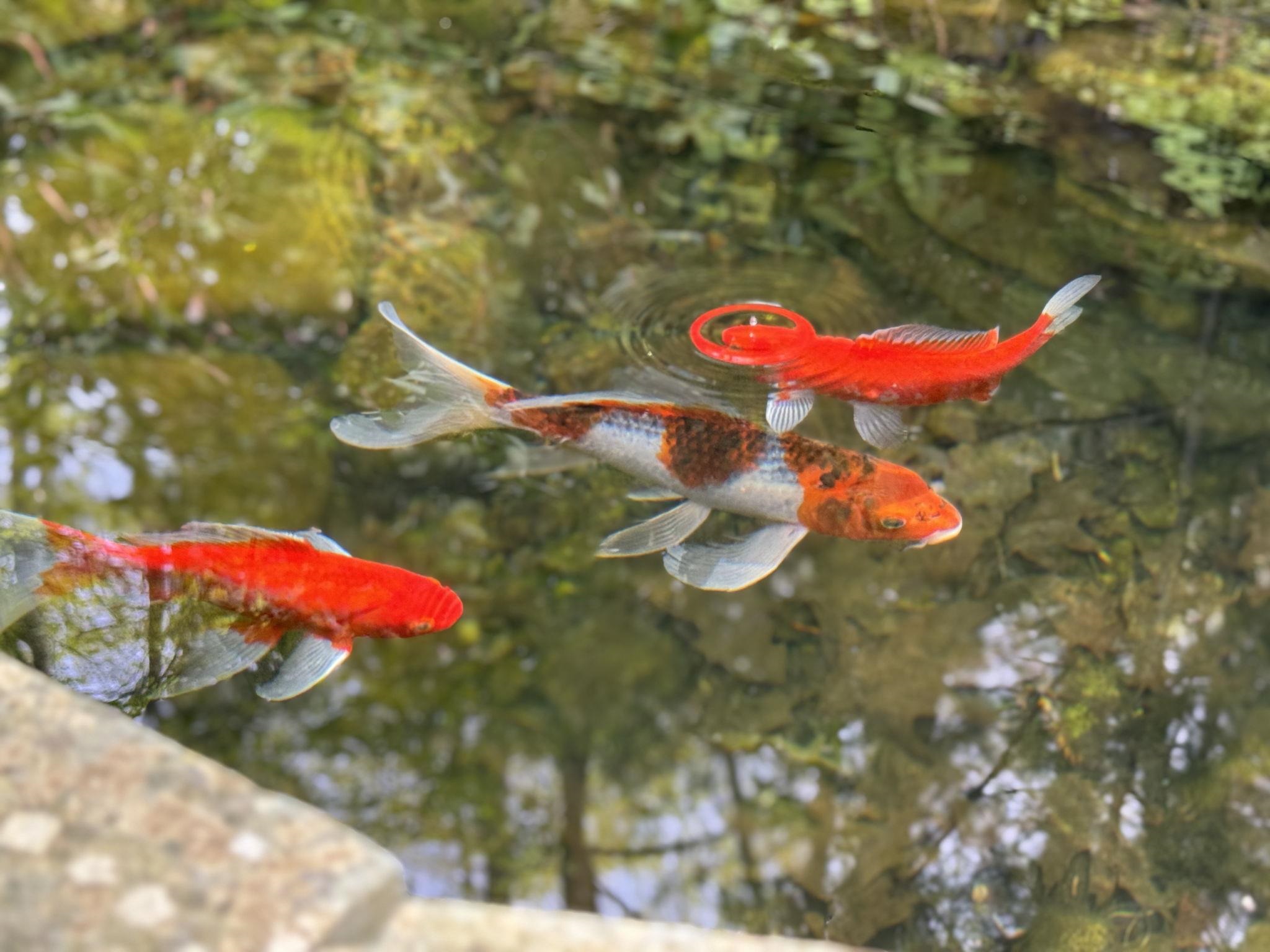 KOI Fish 23214725