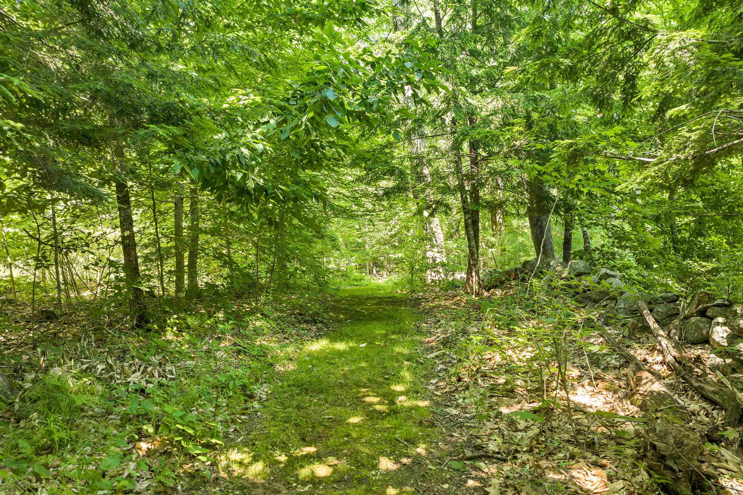 Woodland Path