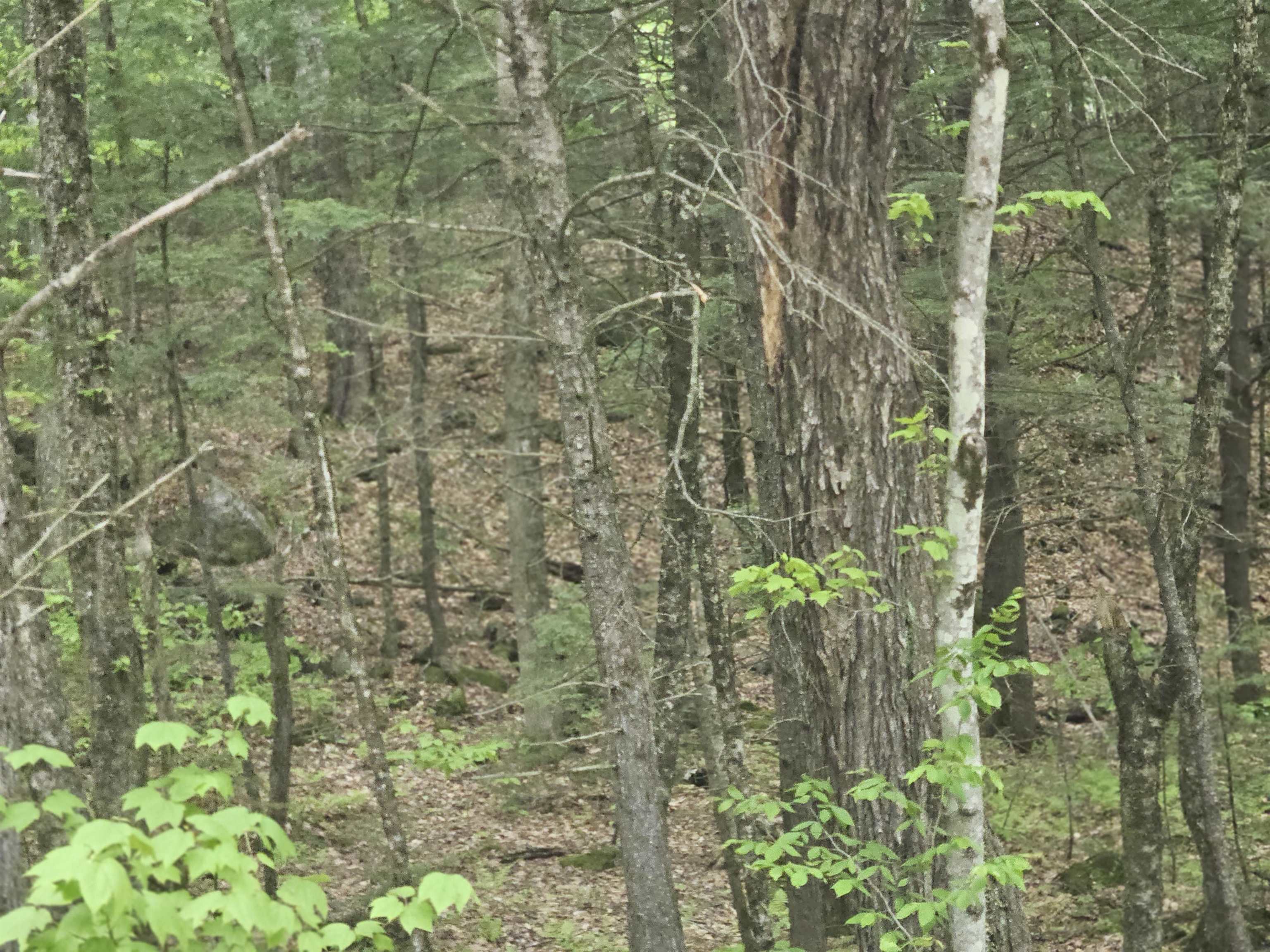 MLS #5041949 image #33