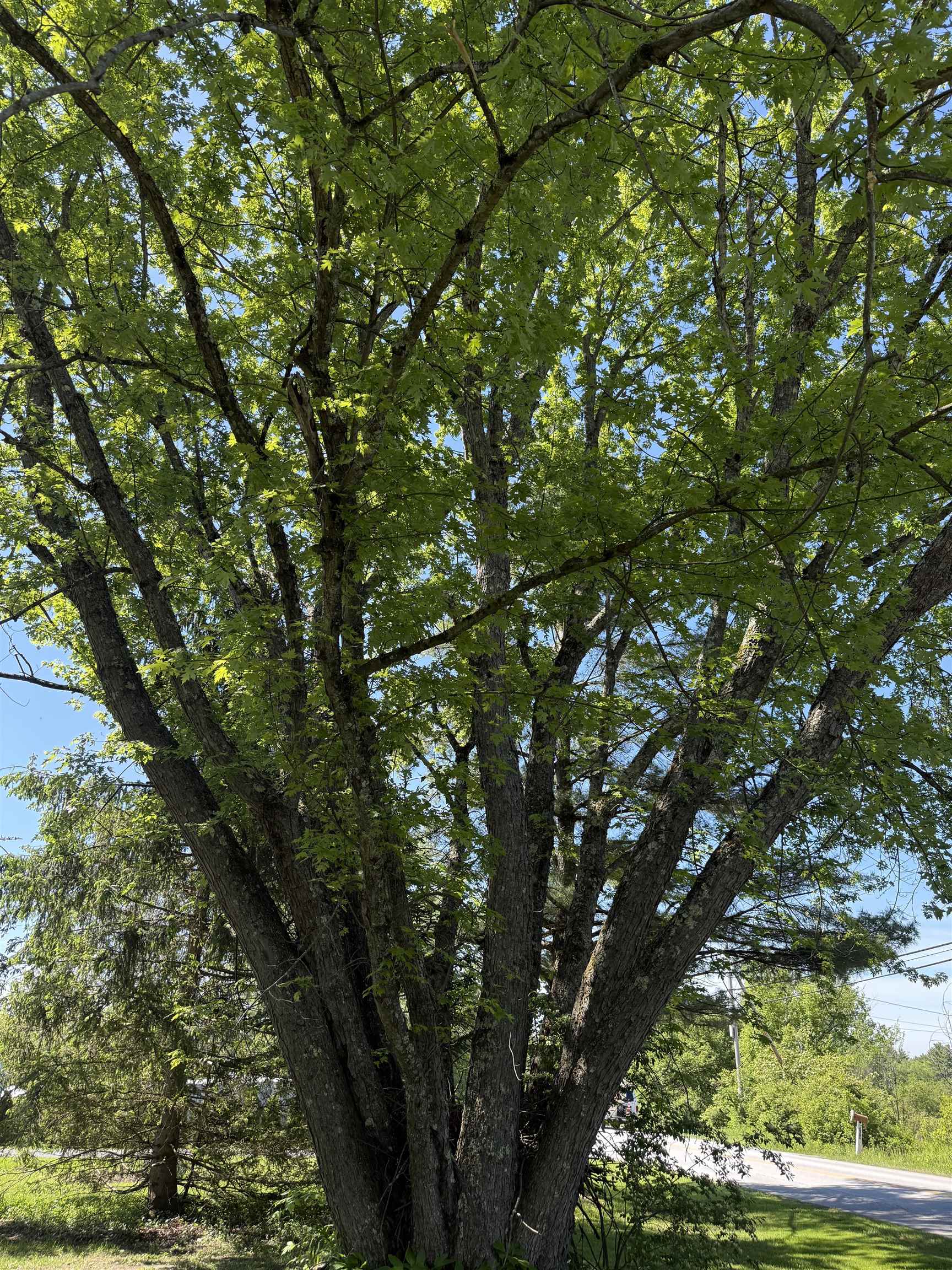 BEAUTIFUL TREE