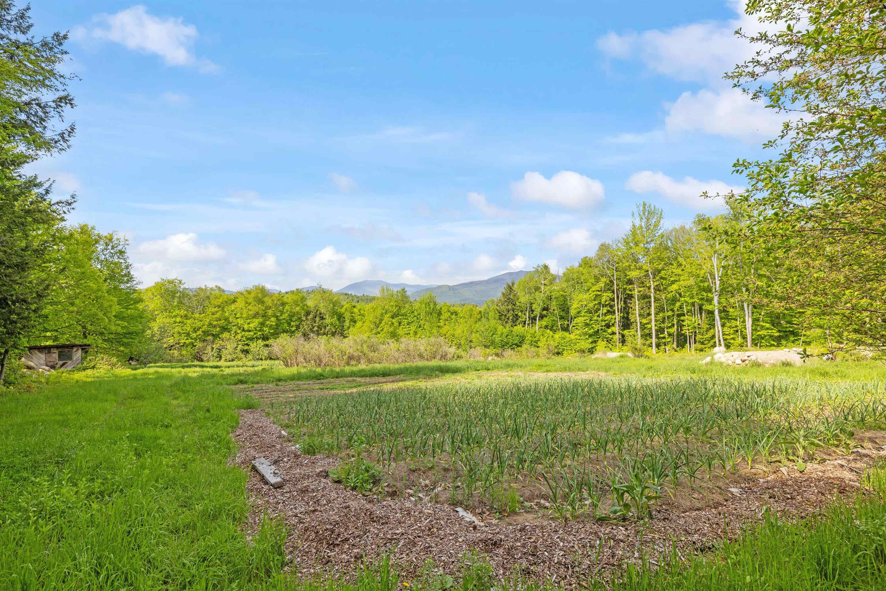 Open Field