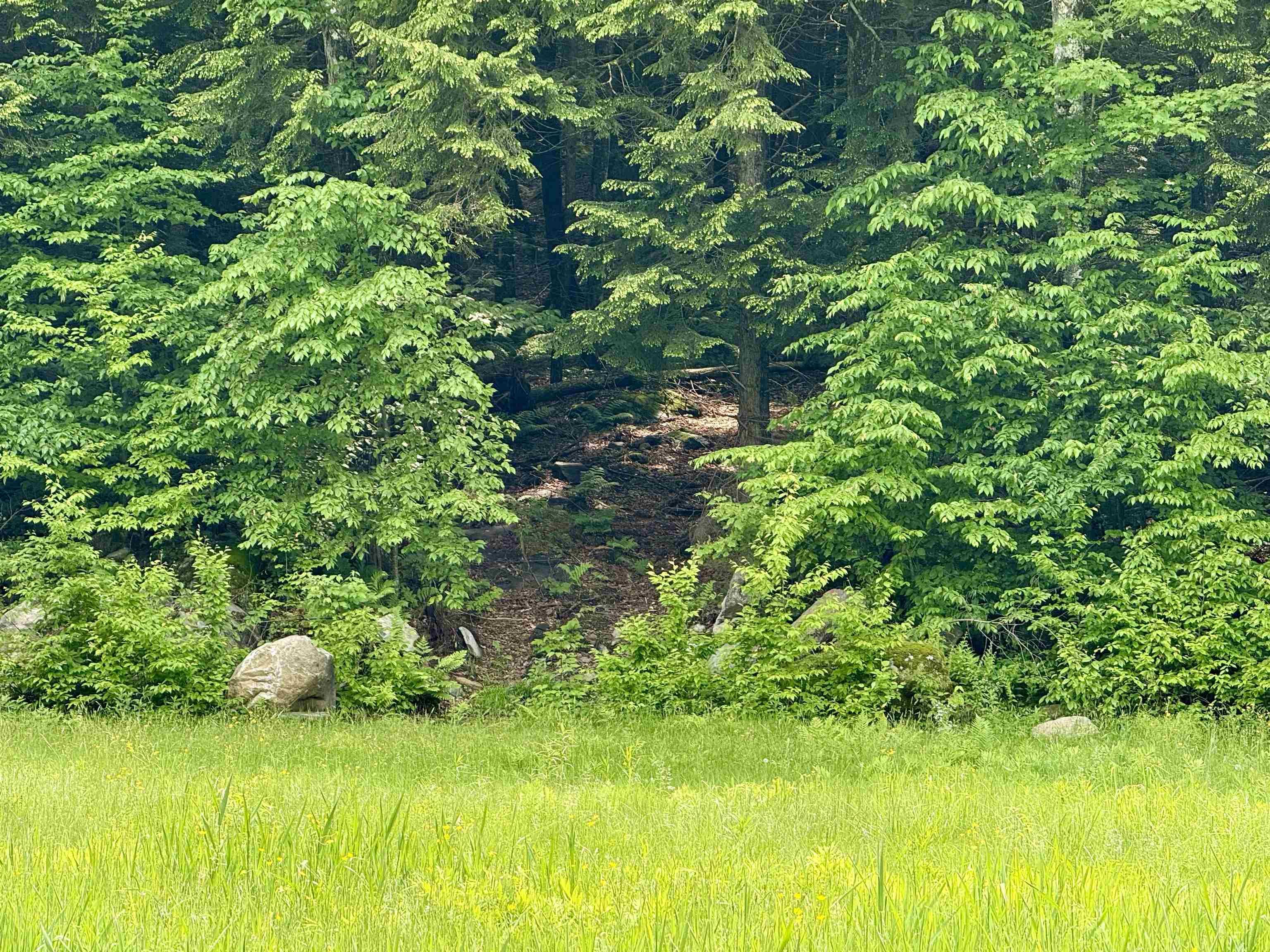Wooded area to clear for a homesite