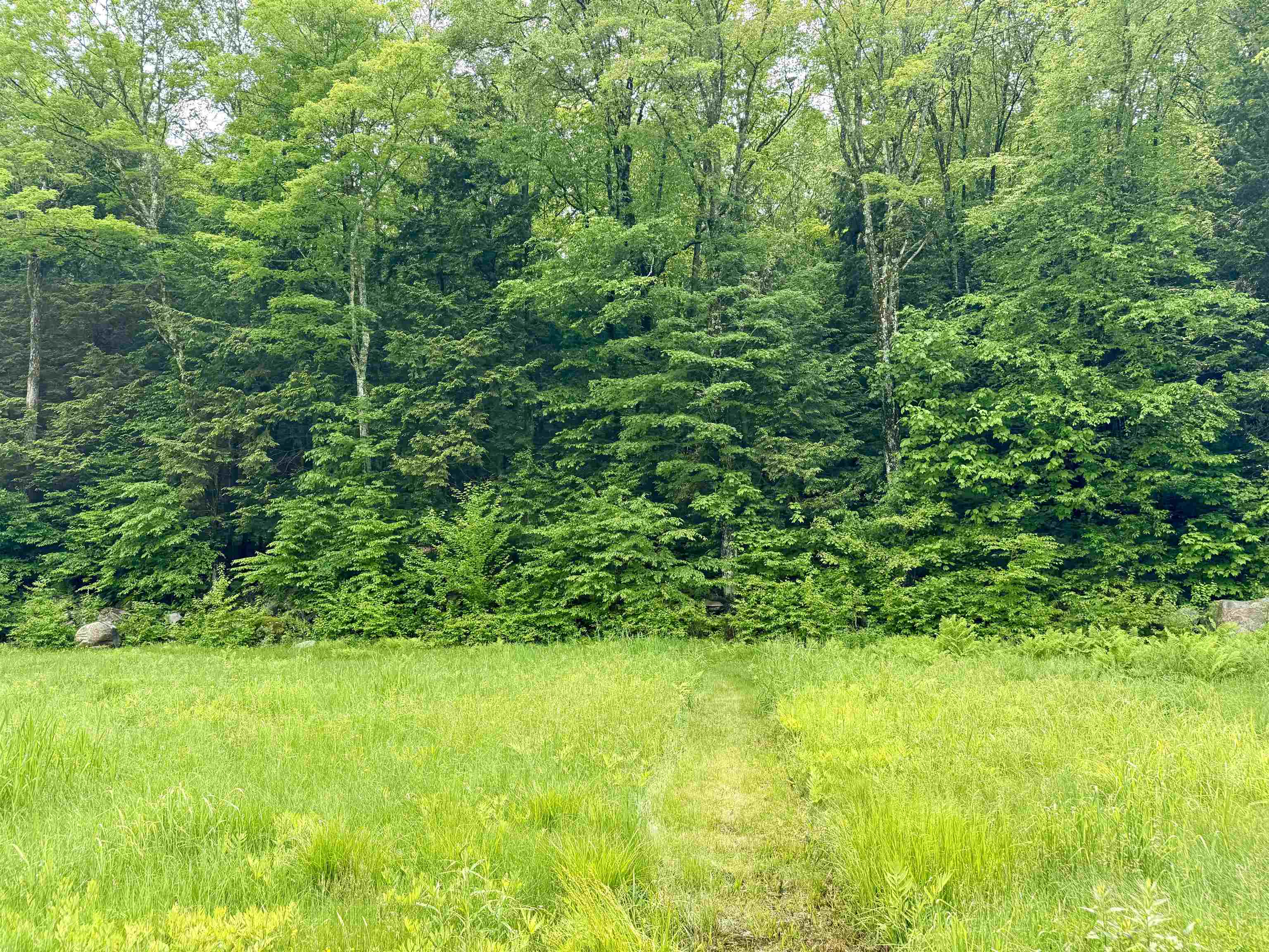 Looking into woods up to house site