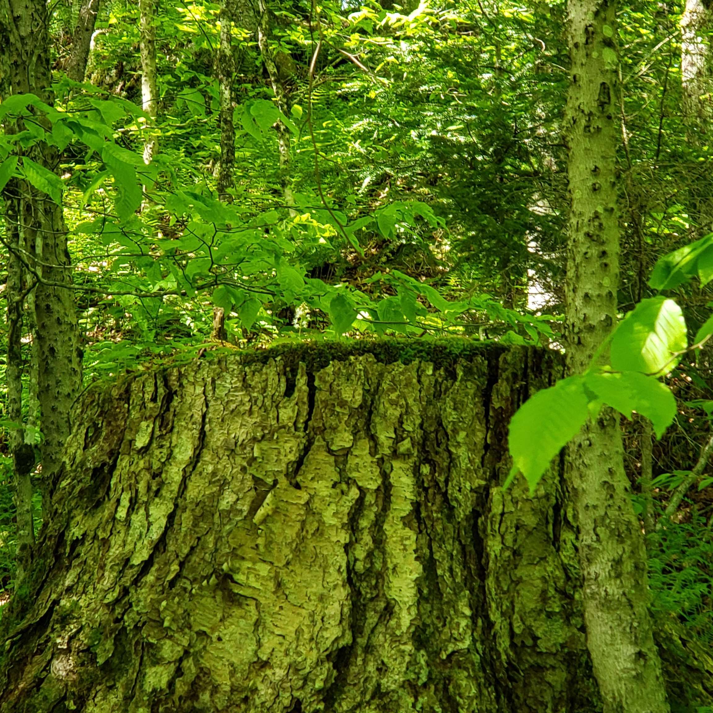 Evidence of logging 1